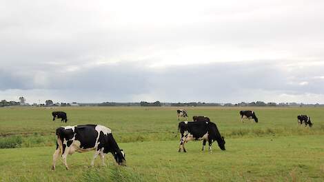 Groningse melkveehouder is woest op Milieudefensie, die zijn vergunning aanvecht: 'We staan al 15 jaar stil'