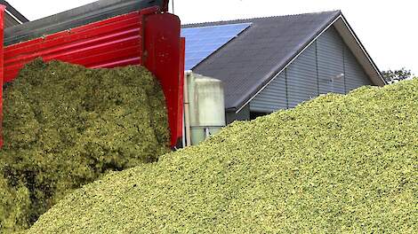 Benutten voerwinst hoogwaardige mais vraagt vakmanschap