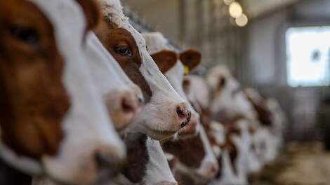 Dreigend faillissement zorgt niet voor uitzondering: mestboete voor veehouder blijft staan