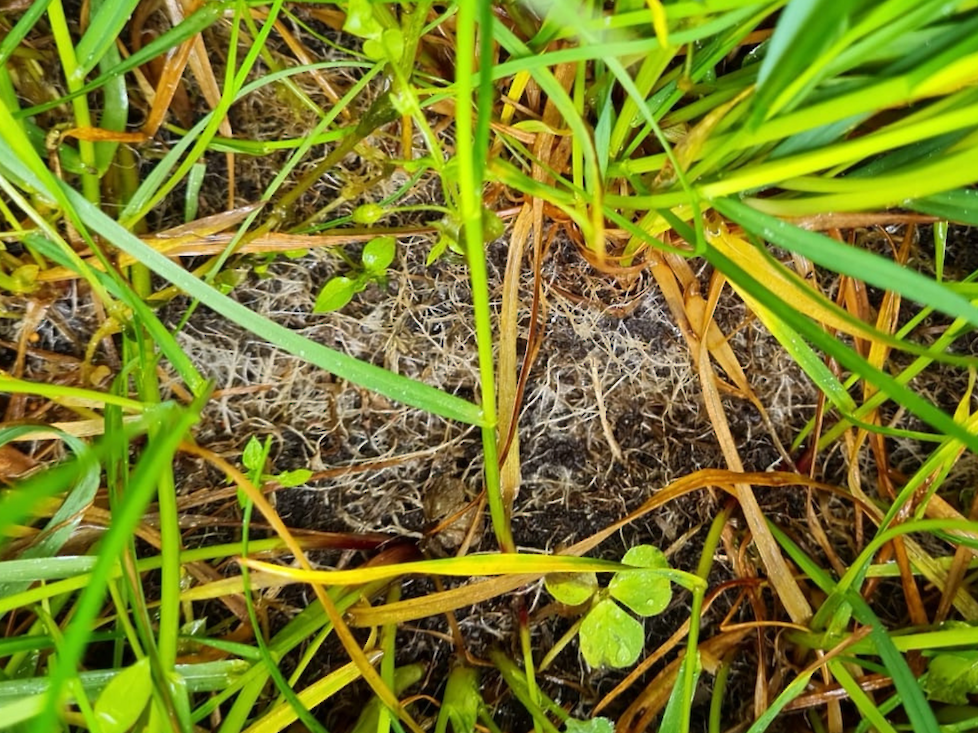 Grasland, schimmeldraden, Grow PEQ MiCrops