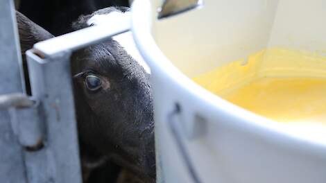 NVWA treedt niet op na klacht Wakker Dier over huisvesting kalveren bij ‘Boer-zoekt-vrouw-boeren’