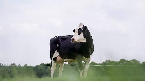 Waarom leidt inteelt tot problemen?