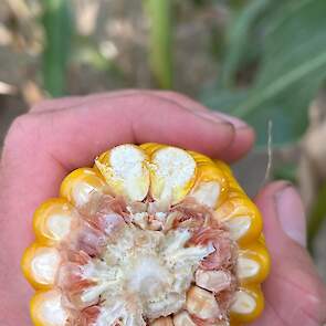 DSV mais ultravroeg FLYNT korrels