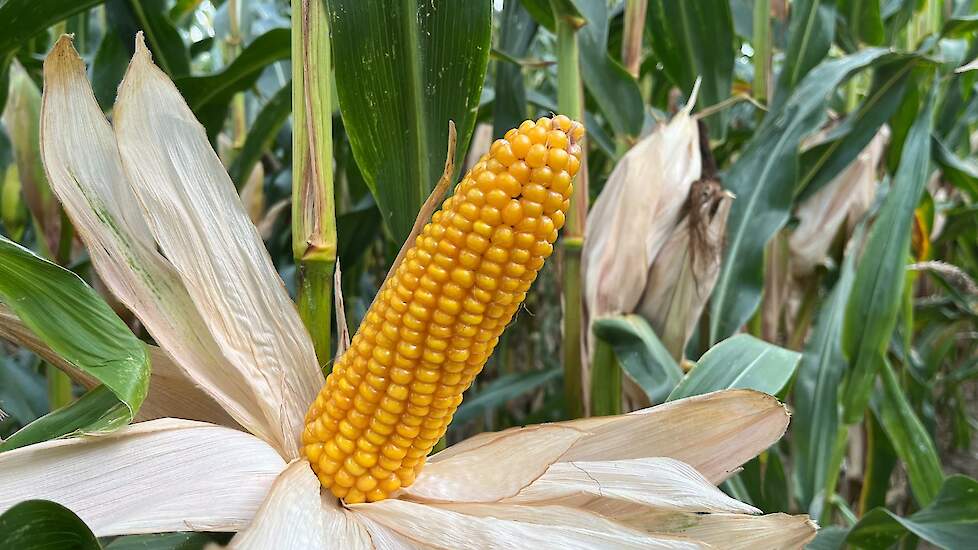 DSV mais ultravroeg FLYNT kolf