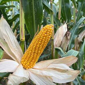 DSV mais ultravroeg FLYNT kolf