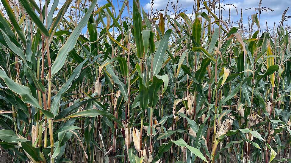 DSV mais ultravroeg FLYNT plant