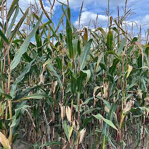 DSV mais ultravroeg FLYNT plant