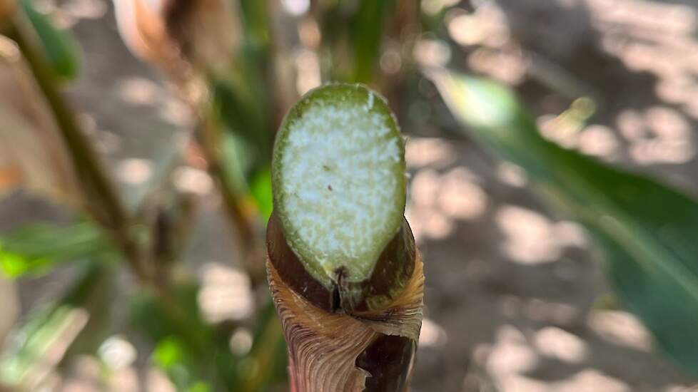 DSV mais ultravroeg FLYNT stengel