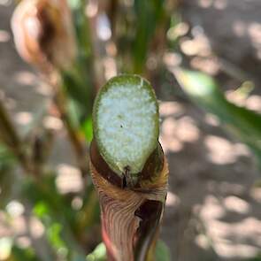 DSV mais ultravroeg FLYNT stengel