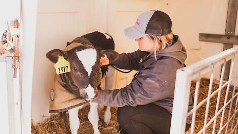 Longontsteking bij kalveren: waarom vroeg herkennen het verschil maakt