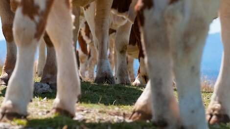 Klauwgezondheidsmanagement, kreupelheid en levensduur bij melkkoeien: Wat veehouders moeten weten