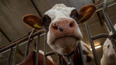 Melkveehouder in de problemen door te weinig fosfaatrechten, maar rechter zet streep door forse schadevergoeding