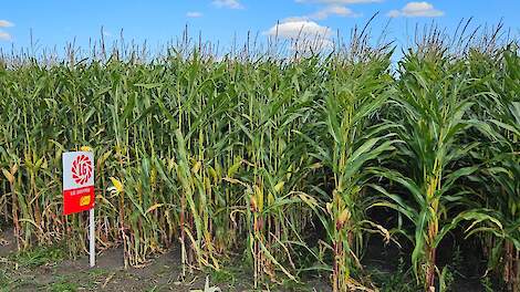 Rassenkeuze sleutel tot optimale voerkwaliteit