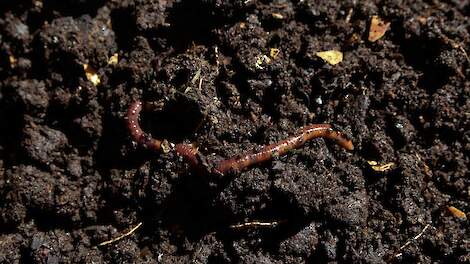 Koolstoflandbouw, hoeveel voordeel geeft het nu echt?