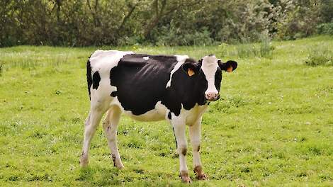 Knuttenziekte EHD op z’n retour in Frankrijk