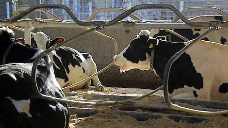 Efsa vraagt om ervaringen met Bovaer