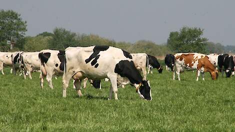 ‘Brussel’ steunt plan komend kabinet voor forse sanering veestapel