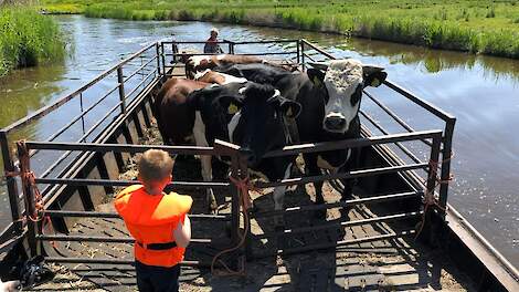 Koeien op de boot in Eilandspolder: kan eigenlijk niet zonder structurele financiering