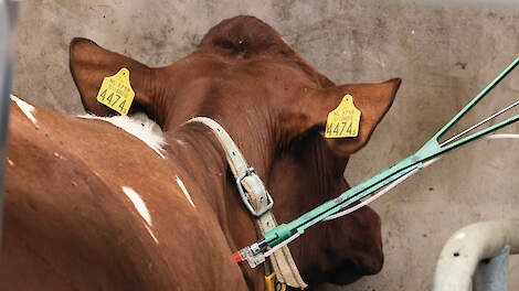 Brede IBR-bestrijding voorkomt nieuwe besmettingen