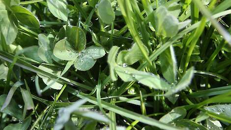 Gerard Abbink (Groeikracht): ‘Drijfmest ‘pest’ klaver meer dan kunstmest’