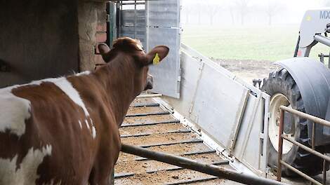 Noodslachting straks ook zonder ongeval