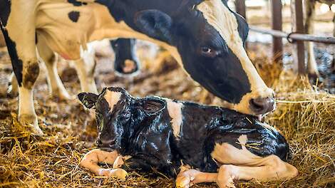 Het belang van een schone lever rondom afkalven