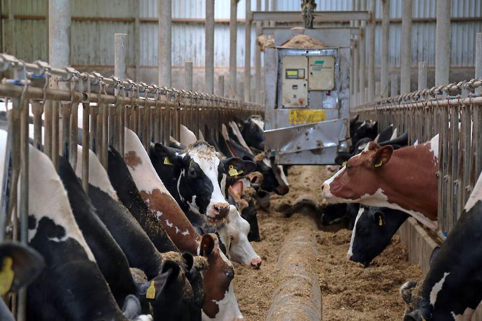 Koeien aan het voerhek in een melkveestal tijdens automatisch voeren