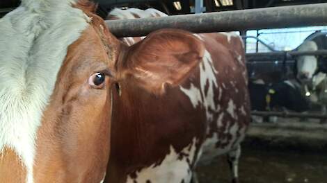 CBB schrapt GLB-korting voor melkveehouder vanwege extra oormerk