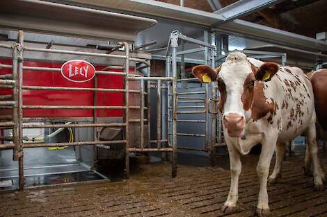 Koe voor een Lely Astronaut A5 Next melkrobot