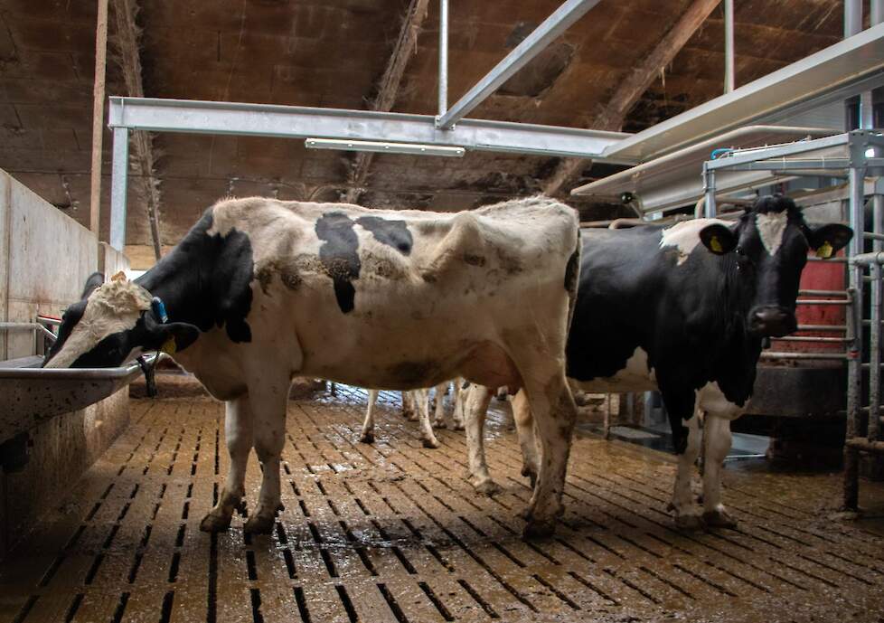 Koeien bij een melkrobot