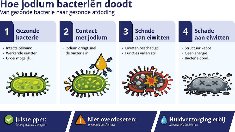 bacteriën afdoden jodium speendesinfectie uiergezondheid uierverzorging nabehandeling