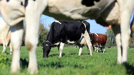 Van der Schans: ‘Impact einde derogatie op weidegang wordt overschat’