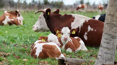 Kalveren bij de koe: de belangrijkste lessen van boeren wereldwijd