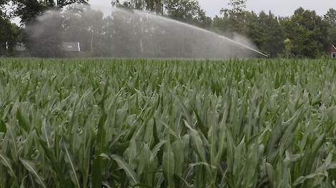 Beregenen van snijmais op droge zandgrond levert meer op dan beregenen van gras