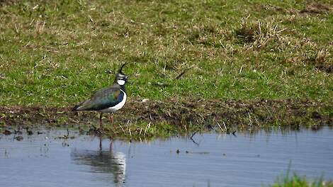 Kievit in de knel op maïsland