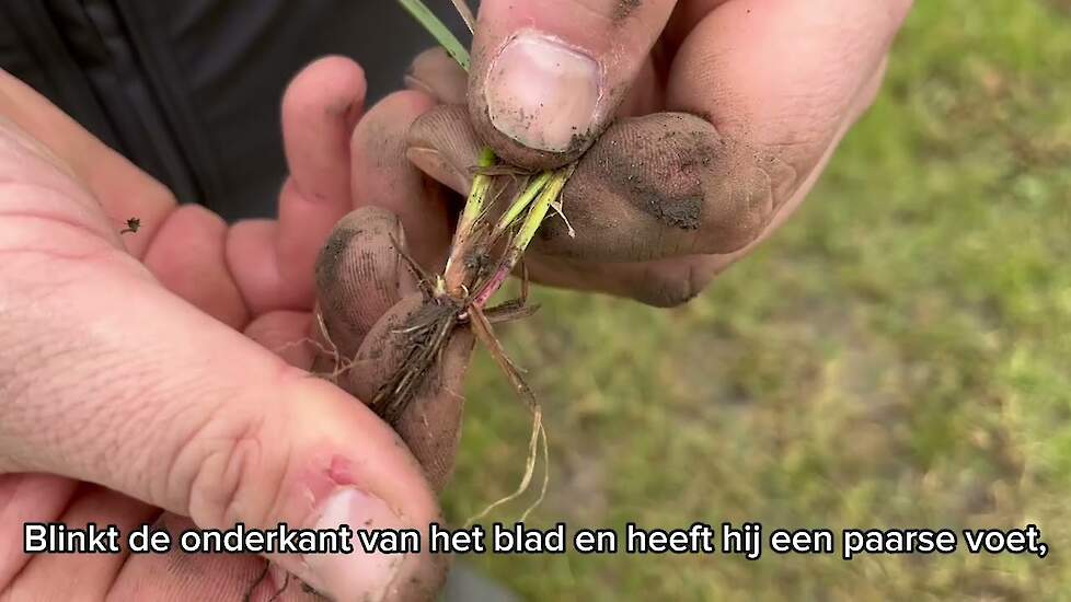 DSV zaden | Graslandcheck in het voorjaar