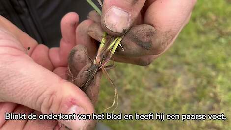 DSV zaden | Graslandcheck in het voorjaar