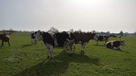 Melkveehouder Gerjo Koskamp: 'Kalf bij de koe is een relaxed systeem voor koe, kalf en boer'