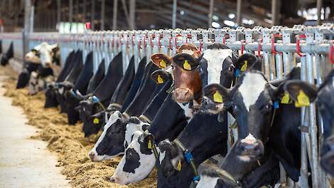 De Hoop: stikstofbeleid moet anders, focus op efficiëntie en kwaliteit