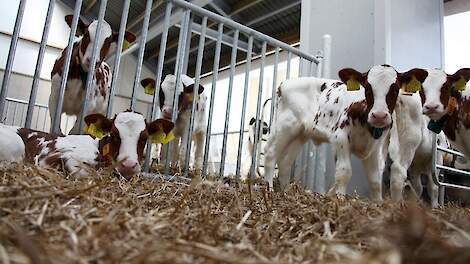 Kalverdiarree: zo houd je je kalveren gezond