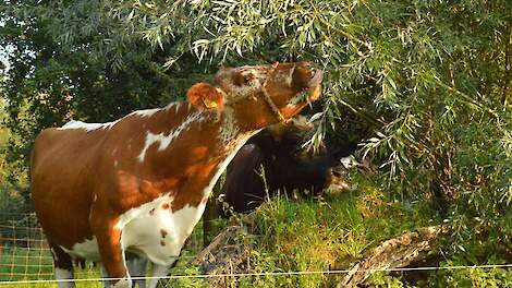 Eigen voederhaag als waardevolle aanvulling op rantsoen