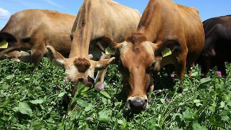 Rabobank pleit voor landbouw met minder volume en meer waarde