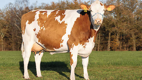 Vaars Lies 390 heeft de beste benen van de stal