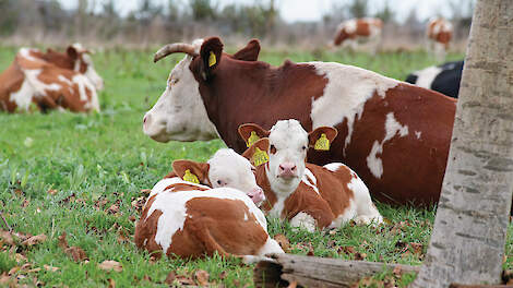 ‘Kalf bij de koe is praktisch haalbaar en kan zeker uit’