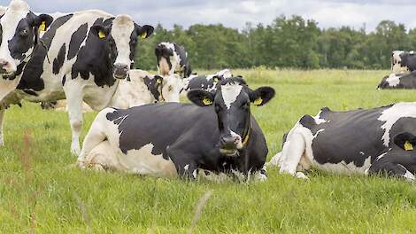 Voorjaar: hét moment om zomermastitis te voorkomen