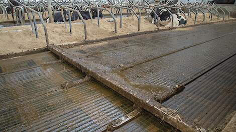 Melkveehouders staan voor lastige opgave; Stallendeadline Brabant nadert met rasse schreden