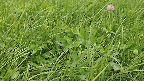 Video: “Kosten drukken in onzekere tijden: waarom grasklaver juist nú het verschil maakt”