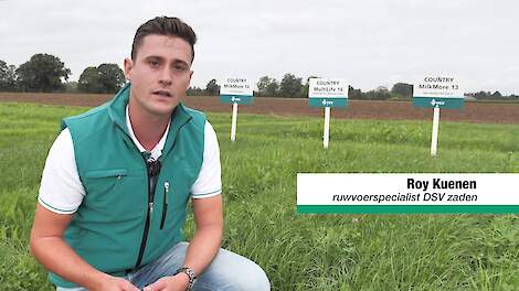 COUNTRY MilkMore 13 | DSV zaden Nederland