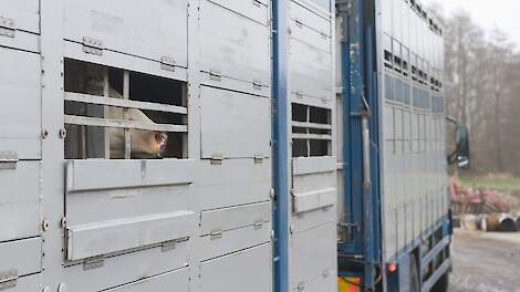 NVWA onderzoekt aanbieden van hoogdrachtige koeien voor de slacht