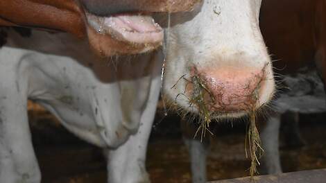 IBR op groot Duits bedrijf; 1.100 dieren geruimd